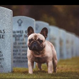 French Bulldog puppies from Simply Kind Frenchies