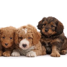Goldendoodles from Wachusett Doodles