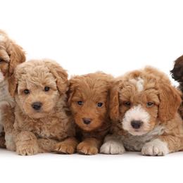 Goldendoodles from Wachusett Doodles