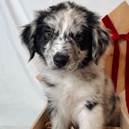 Boomer - Blue merle Australian Shepherd puppy in Quinlan, Texas from Murphy Ranch Australian Shepherds