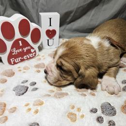Orange Collar Boy - Tan and white male Basset Hound puppy in Richland Hills, Texas from The Basset Family