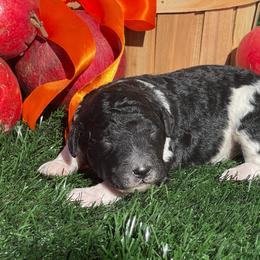 Chestnut - Parti male Labradoodle puppy in St George, Utah from Terra's Swann's Kennels