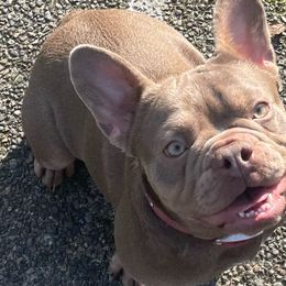 French Bulldogs from Exotic Allstar Frenchies