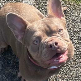 French Bulldogs from Exotic Allstar Frenchies