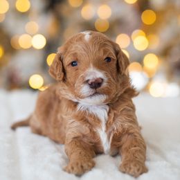 Poodle Puppies from Sweet Honey Moyen Poodles