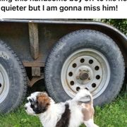Lowchen Puppies from Ashford Kennel