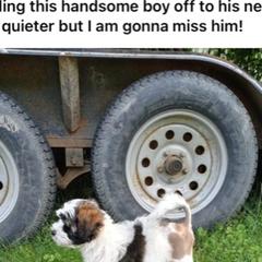 Lowchen Puppies from Ashford Kennel