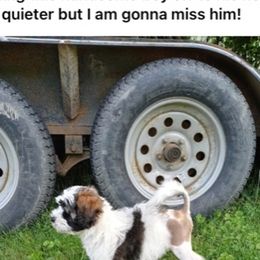 Lowchen Puppies from Ashford Kennel