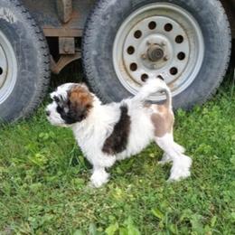 Lowchen Puppies from Ashford Kennel