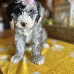 Cockapoo, Sheepadoodle, and Whoodle Puppies from Saddle Mountain Doodles
