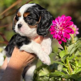 King Louie - Tri-color male Cavalier King Charles Spaniel puppy in South Haven, Michigan from Cavaliers of the 9 scared woods