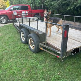 German Shepherd All Grown Up from M&M Shepherd Farms