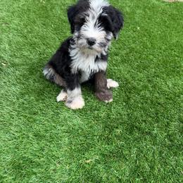 Boy 8 - Merle male Whoodle puppy in Sebastian, Florida from Perri’s Whoodles