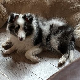 April - Blue merle and white female Shetland Sheepdog puppy in Woodbury, Pennsylvania from Mejimo