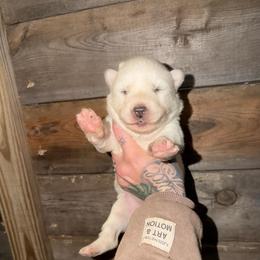 Girl 3 - White female Siberian Husky puppy in Iron River, Wisconsin from Wiemeri Siberians