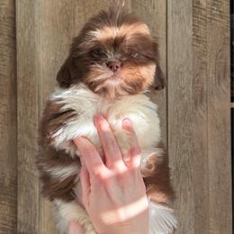 Boy 2 - Liver and white male Shih Tzu puppy in Seguin, Texas from Dolled Up Shih Tzus