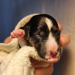Brindle Point Girl 2 - Black and white female Cardigan Welsh Corgi puppy in Winston, Oregon from There and Back Again Corgis