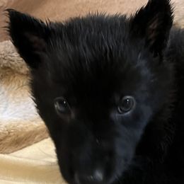 German Shepherds from Julie’s Shepherds