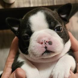Girl 2/Lilac Collar - Black brindle and white Boston Terrier puppy in Rapid City, South Dakota from Little Daemons Boston Terriers