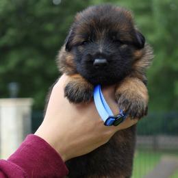 King - Sable male German Shepherd puppy in Canton, Texas from WILDWOOD GERMAN SHEPHERDS