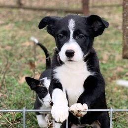 Border Collie and Pembroke Welsh Corgi Puppies from Whisenhunt Farms