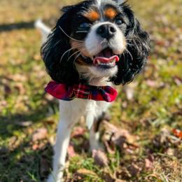 Tramp - Cavalier King Charles Spaniel