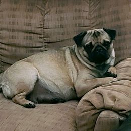 Pugs from Sue's Pugs