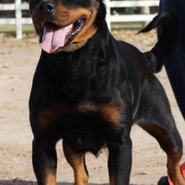 Rottweilers from Von Hause Herrera