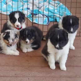 Boy 2 - Black and white male Shetland Sheepdog puppy in Walterboro, South Carolina from Pam's Shelties