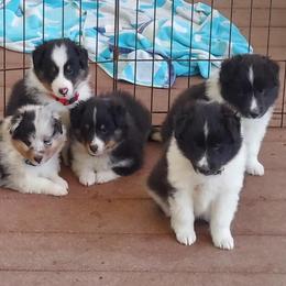 Boy 2 - Black and white male Shetland Sheepdog puppy in Walterboro, South Carolina from Pam's Shelties
