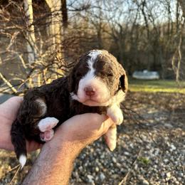 Chocolate Tri - Tri-color male Bernedoodle puppy in Holt, Missouri from Mindys Doodles