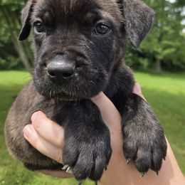 Light Green - Black brindle male Cane Corso puppy in Yale, Michigan from Titan Farms