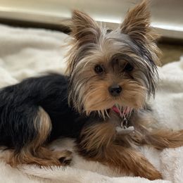 Ellie - Yorkshire Terrier