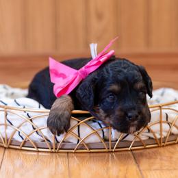 Lavender - Black and tan female Cavapoo puppy in Fairfield, Illinois from Positively Doodles