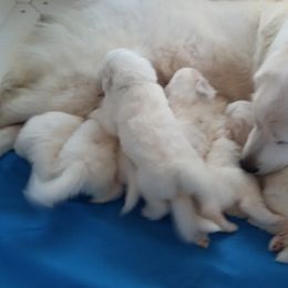 Great Pyrenees Puppies from Imac Great Pyrenees