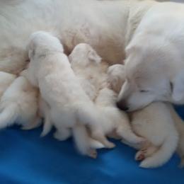 Great Pyrenees Puppies from Imac Great Pyrenees