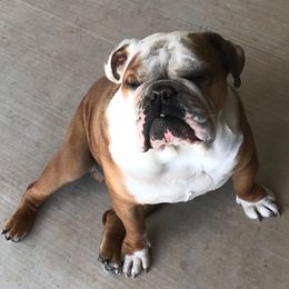 Bulldogs from Freedom English Bulldogs