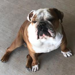 Bulldogs from Freedom English Bulldogs