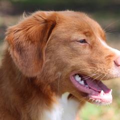 French Bulldogs and Nova Scotia Duck Tolling Retrievers from Folklore Den