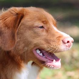 French Bulldogs and Nova Scotia Duck Tolling Retrievers from Folklore Den