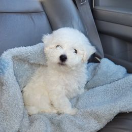 Bichon Frise Puppies from Anna's Bichon Frise