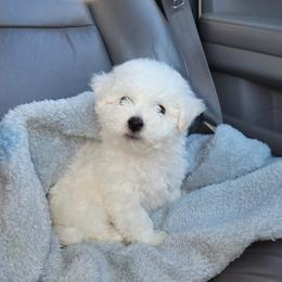 Bichon Frise Puppies from Anna's Bichon Frise