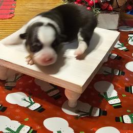 Monica - Black and tan female Pembroke Welsh Corgi puppy in New Douglas, Illinois from Millerbaughs Country Corgis