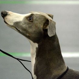 Whippets from Timbreblue Whippets