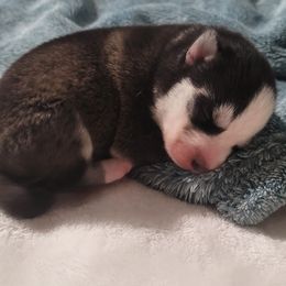Boy 4 - male Pomsky puppy in Waddell, Arizona from Winsome Pomskies