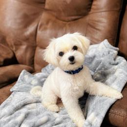 Izzy - Maltese