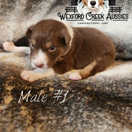 Boy 1 - Red tri-color male Australian Shepherd puppy in Harpers Ferry, Iowa from Wexford Creek Aussies, LLC