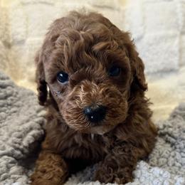 Rosco - Red male Cavapoo puppy in Camden, Michigan from Pawfect Companions