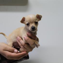 Shawn Flarida - Gold and white male Chihuahua puppy in Willamina, Oregon from Cherished Chihuahuas