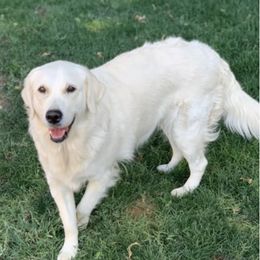 Golden Retrievers from Luv of my Goldens
